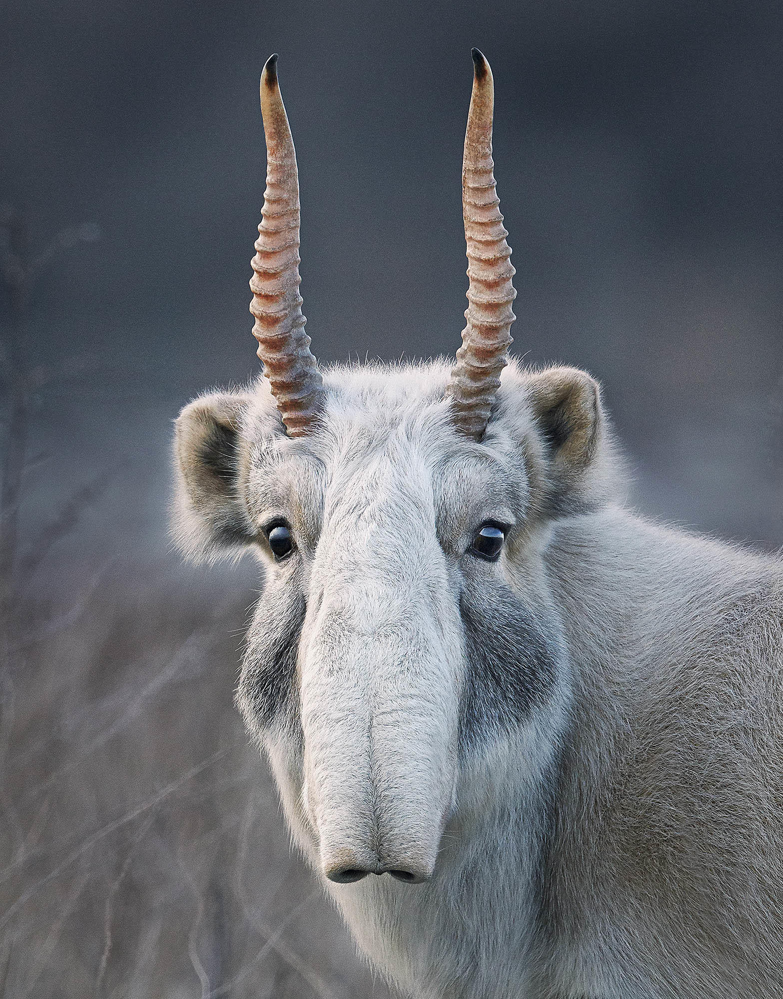 Tim_Flach_Saiga.jpg