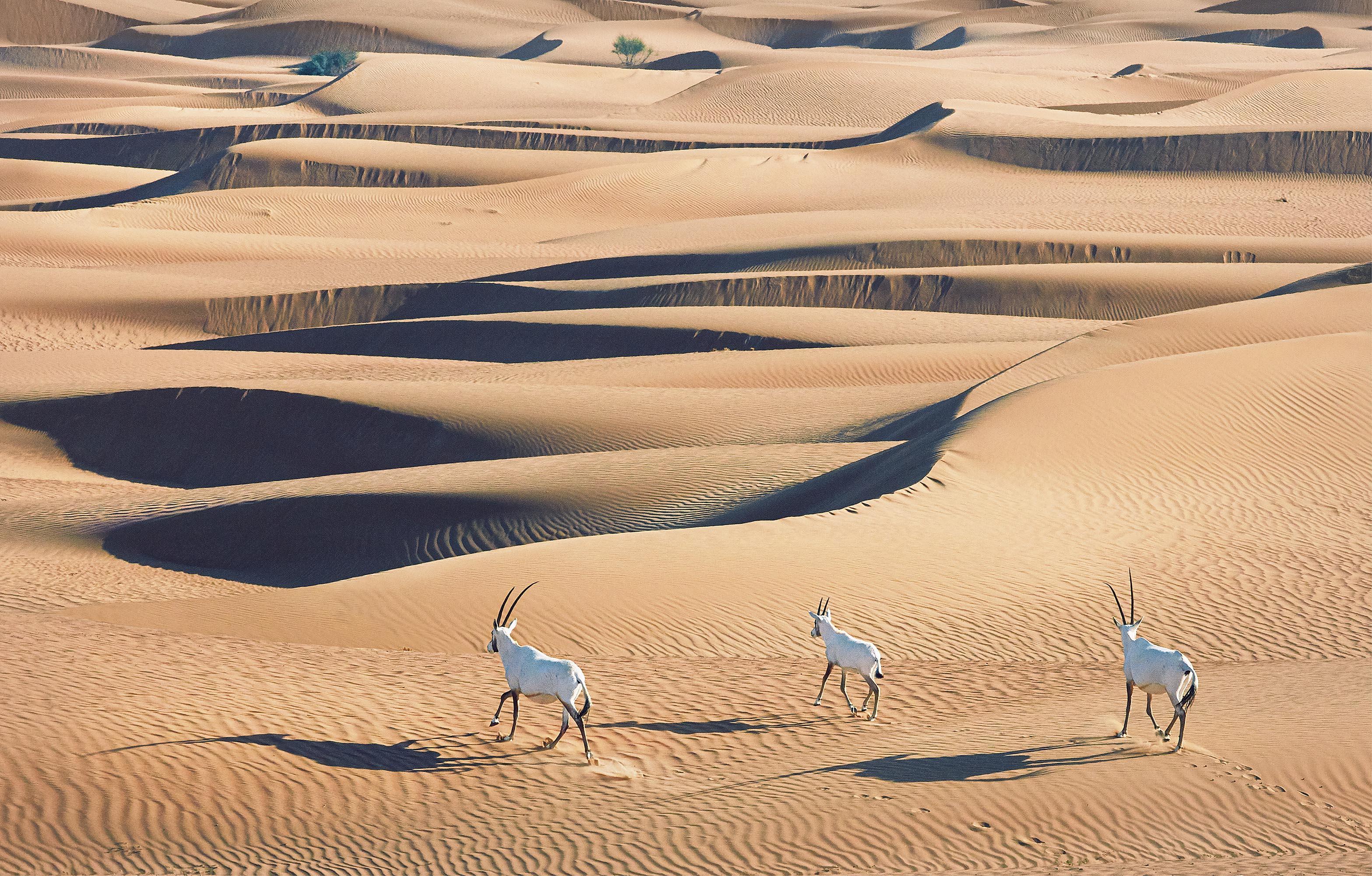 Tim_Flach_Arabian Oryx's.jpg