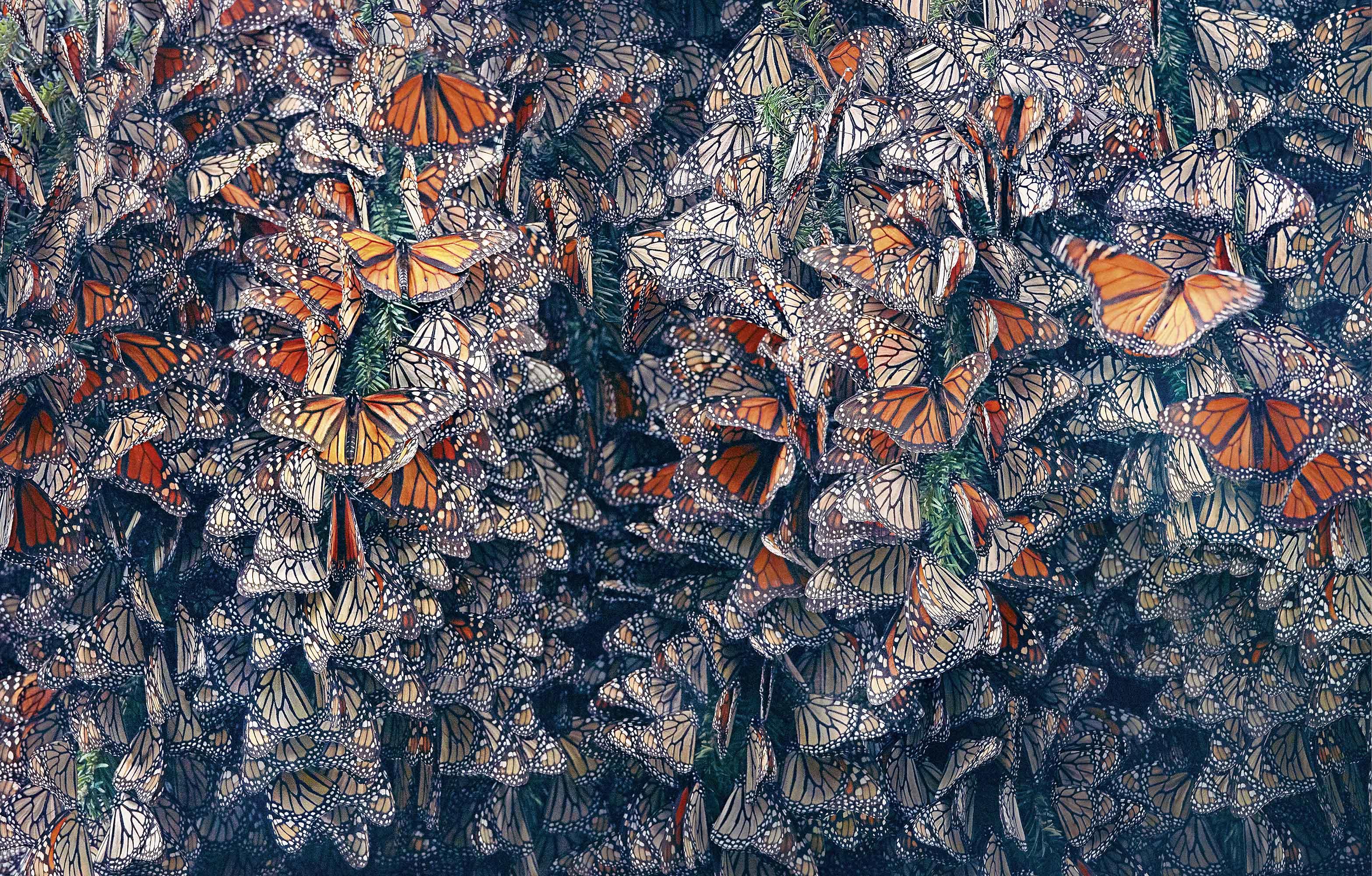 Tim_Flach_Monarch Butterflies.jpg