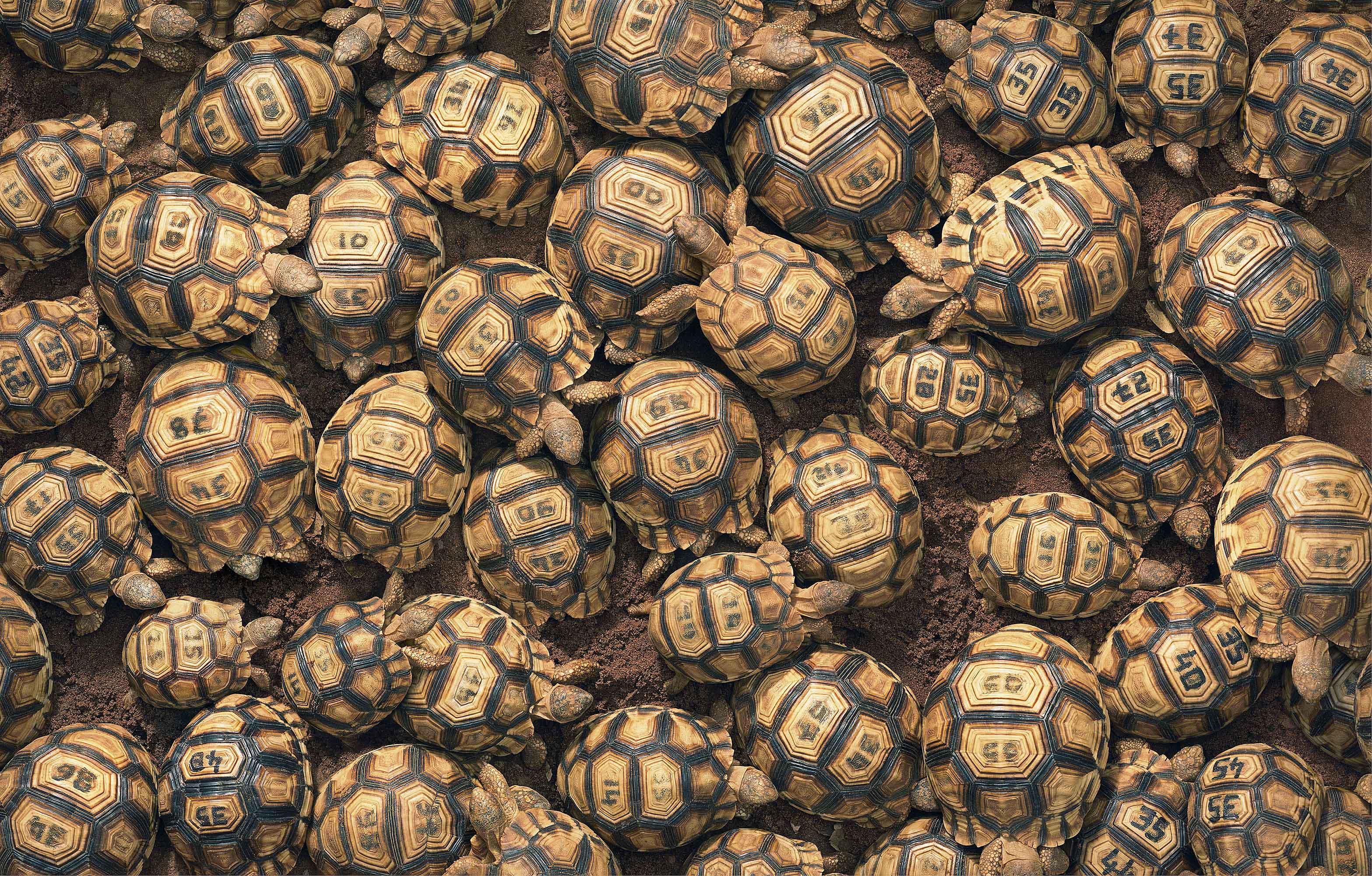 Tim_Flach_Ploughshare Tortoises.jpg